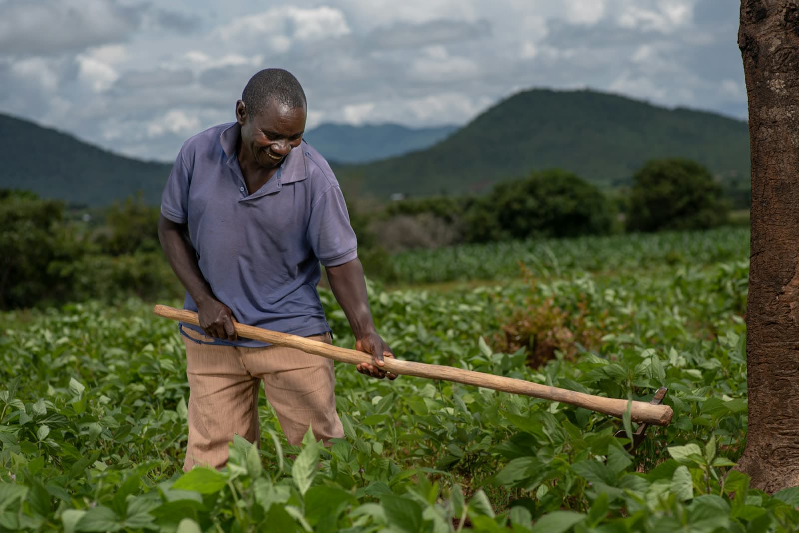 Farmer working a green field with a hoe